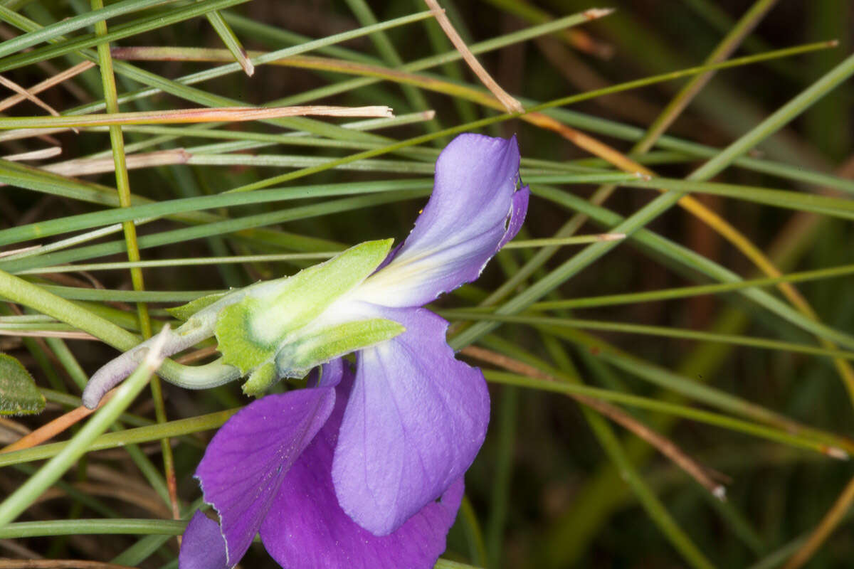 Image of Alpine Pansy