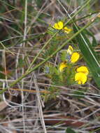 Слика од Gompholobium tomentosum Labill.