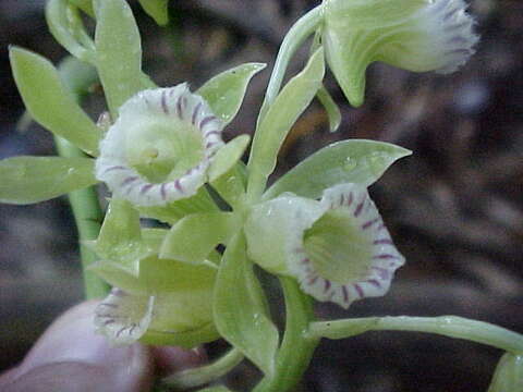 Image of Beyrich's hooded orchid