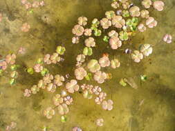 Image of hairy waterclover