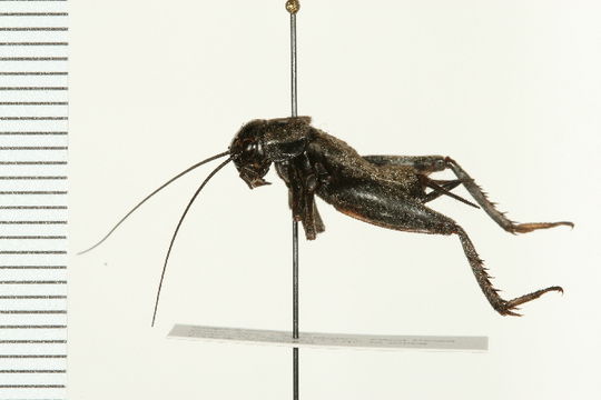 Image of Fall Field Cricket