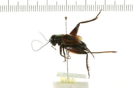Image of Fall Field Cricket