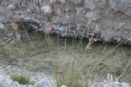 Image of hot springs fimbry