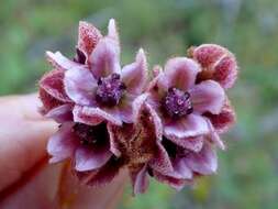 Imagem de Lasiopetalum macrophyllum R. Grah.