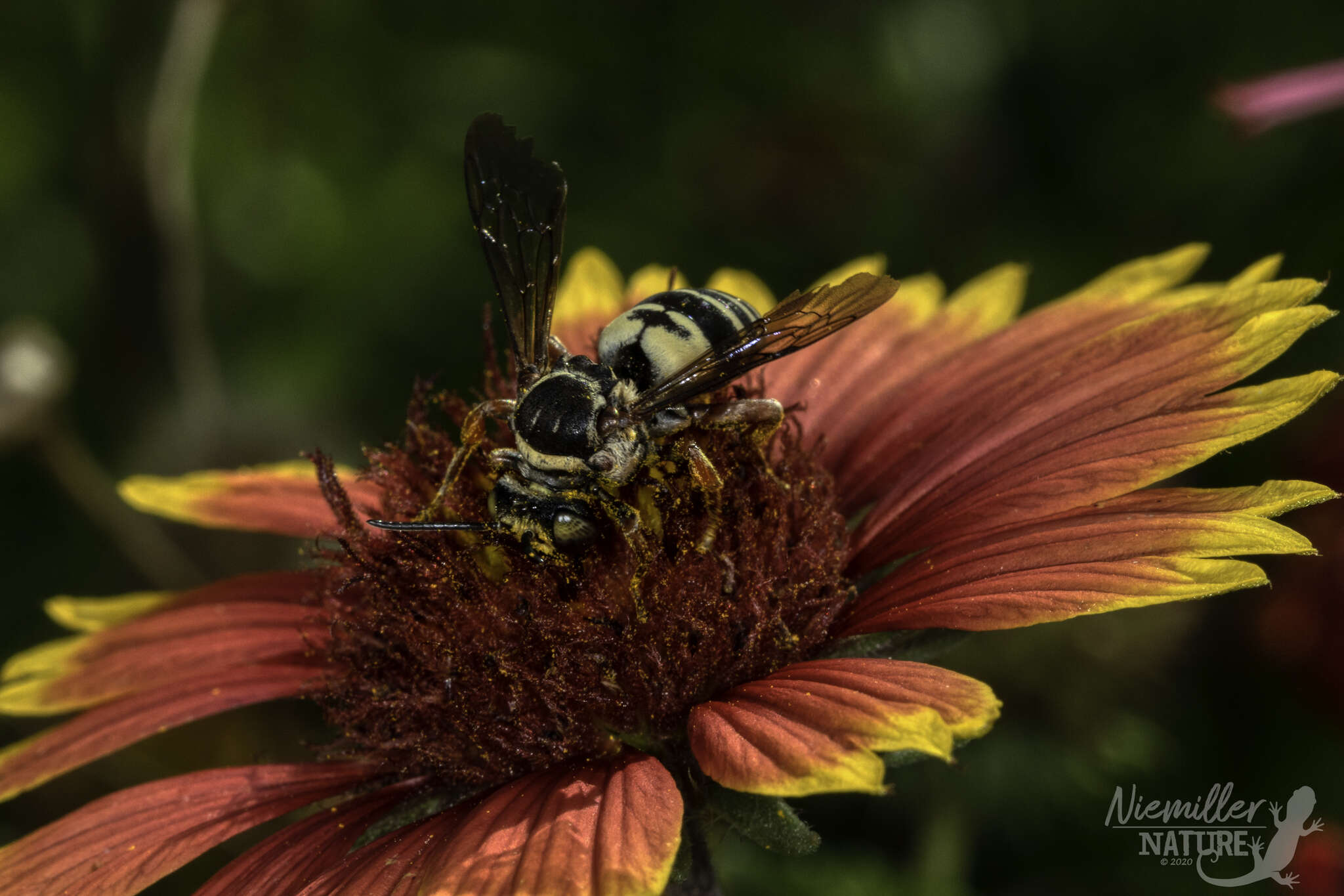 Triepeolus quadrifasciatus (Say 1823) resmi