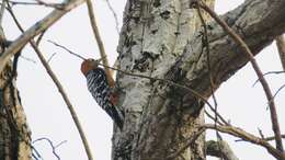 Image of Rufous-bellied Woodpecker