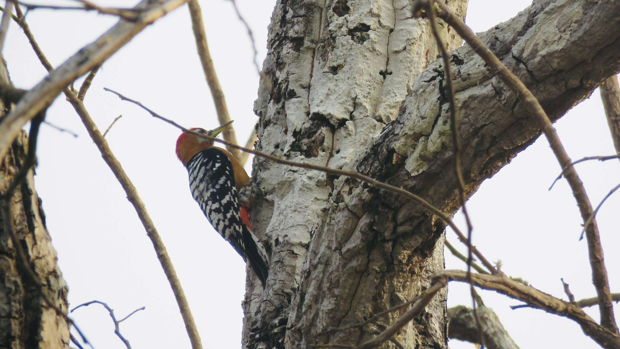 Image of Rufous-bellied Woodpecker