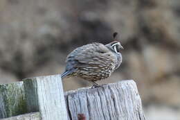 Image of Callipepla californica brunnescens (Ridgway 1884)