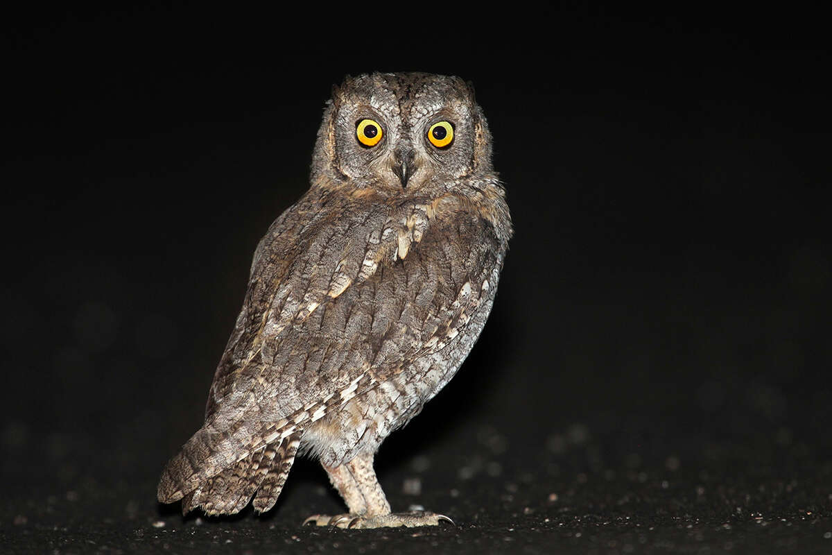 Image of Eurasian Scops Owl