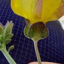 Imagem de Oxalis bulbocastanum Phil.