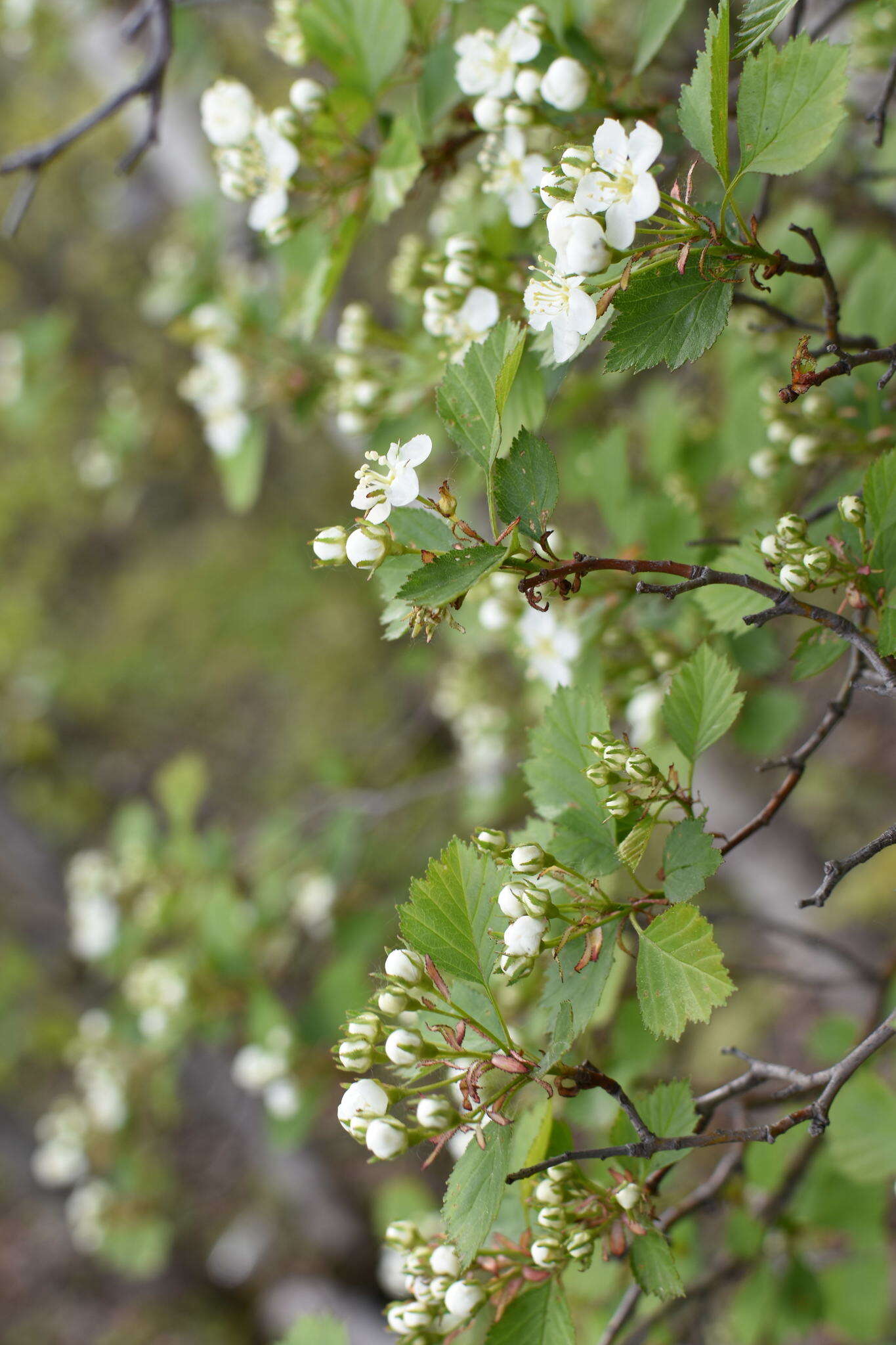 Слика од Crataegus chrysocarpa var. phoeniceoides J. B. Phipps & Sennikov