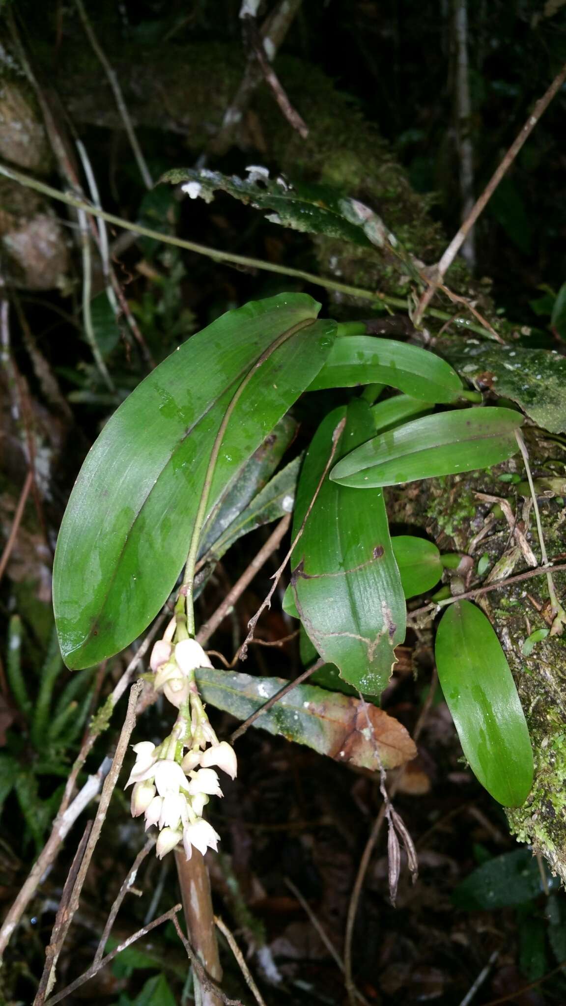 Imagem de Polystachya cultriformis (Thouars) Lindl. ex Spreng.