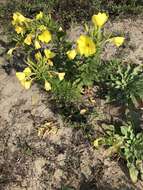 Oenothera stucchii Soldano resmi