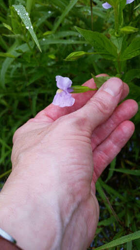 Image of Allegheny monkeyflower