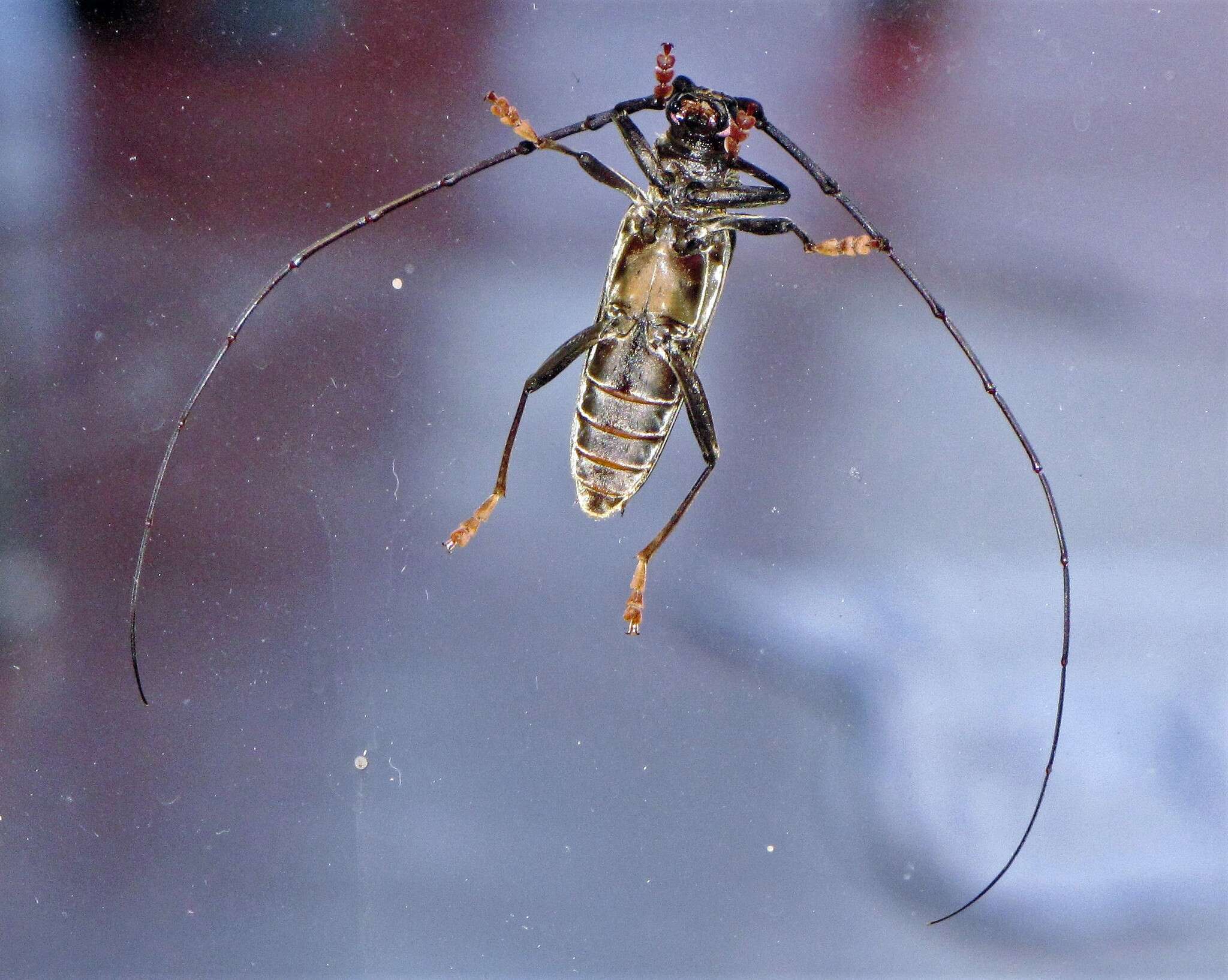 Image of Juiaparus batus (Linné 1758)