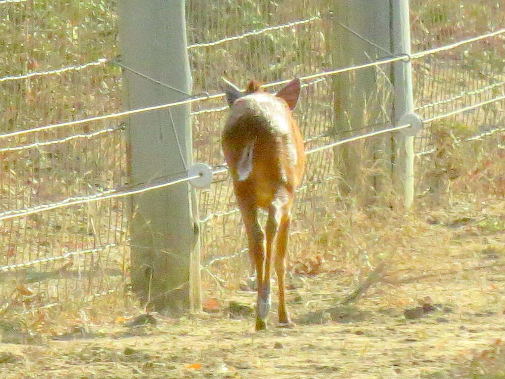 Image of Natal Duiker