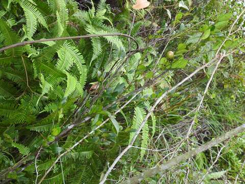 Слика од Diospyros vaccinioides Lindl.