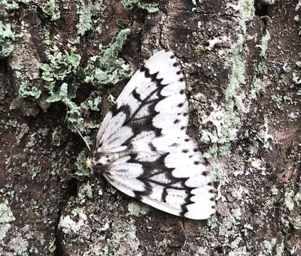 Image of Phantom Hemlock Looper