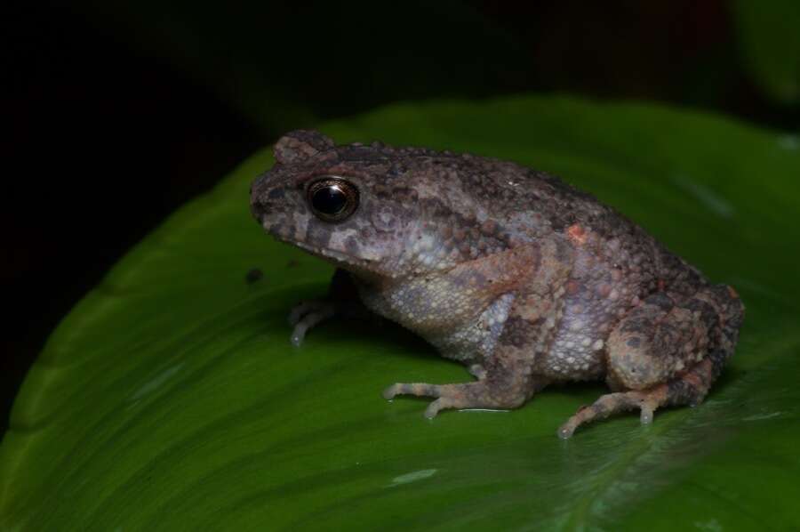 Ingerophrynus parvus (Boulenger 1887) resmi