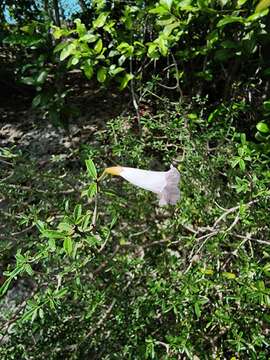 Image of Tabebuia myrtifolia (Griseb.) Britt.