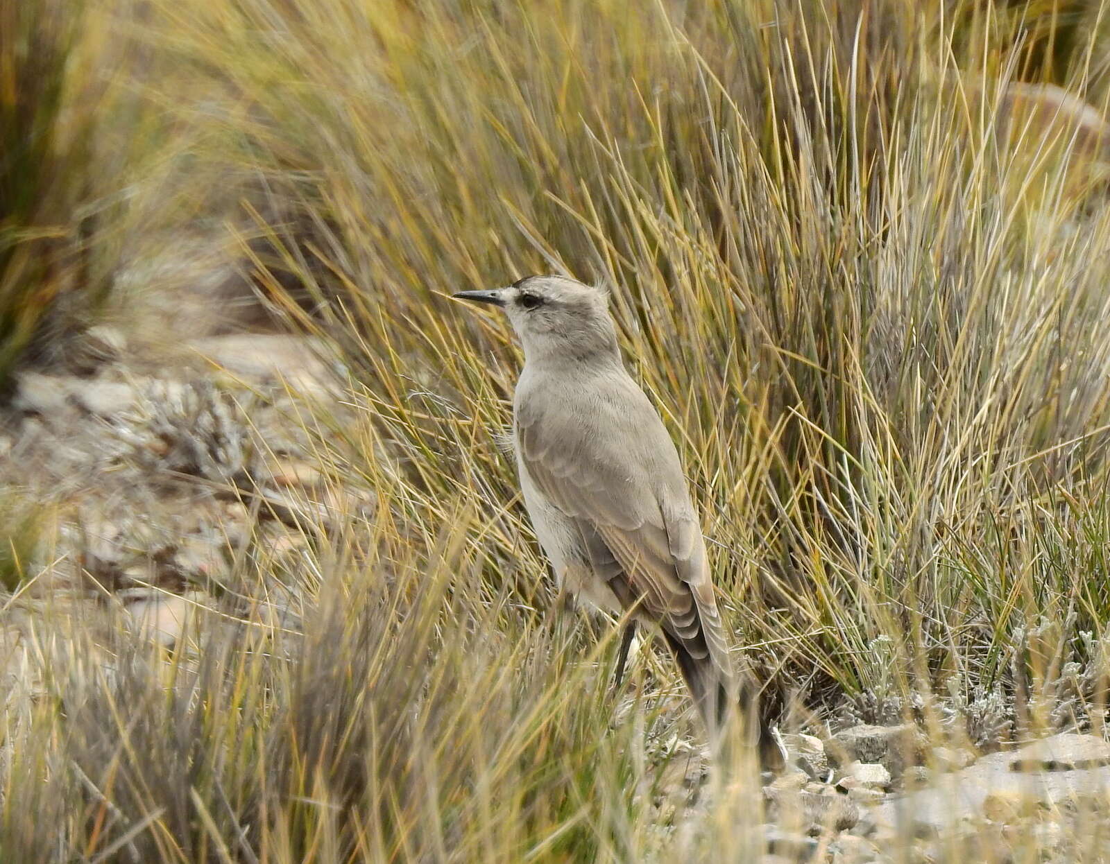 Image of Black-fronted Ground Tyrant