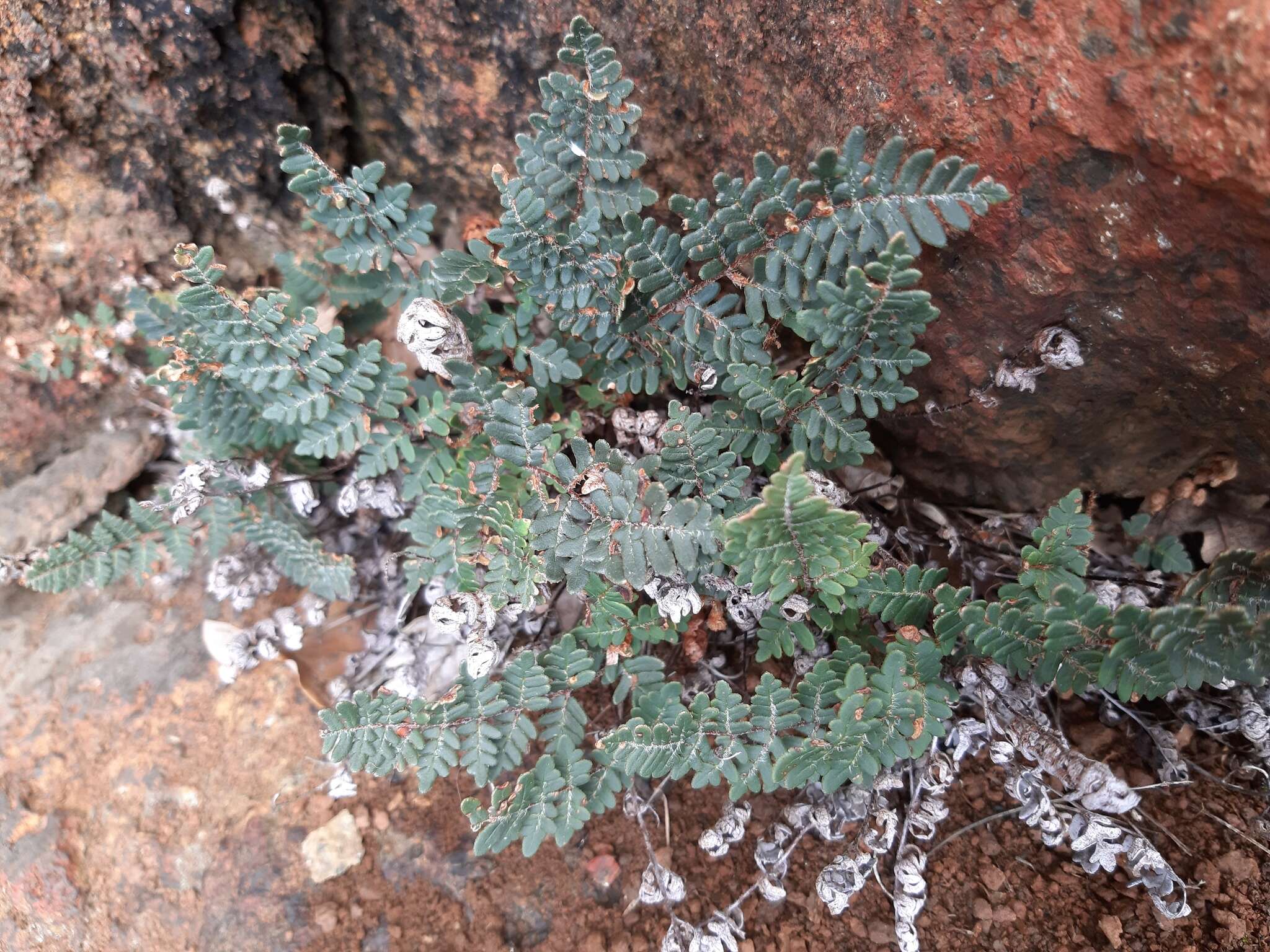 Image of Paragymnopteris marantae (L.) K. H. Shing