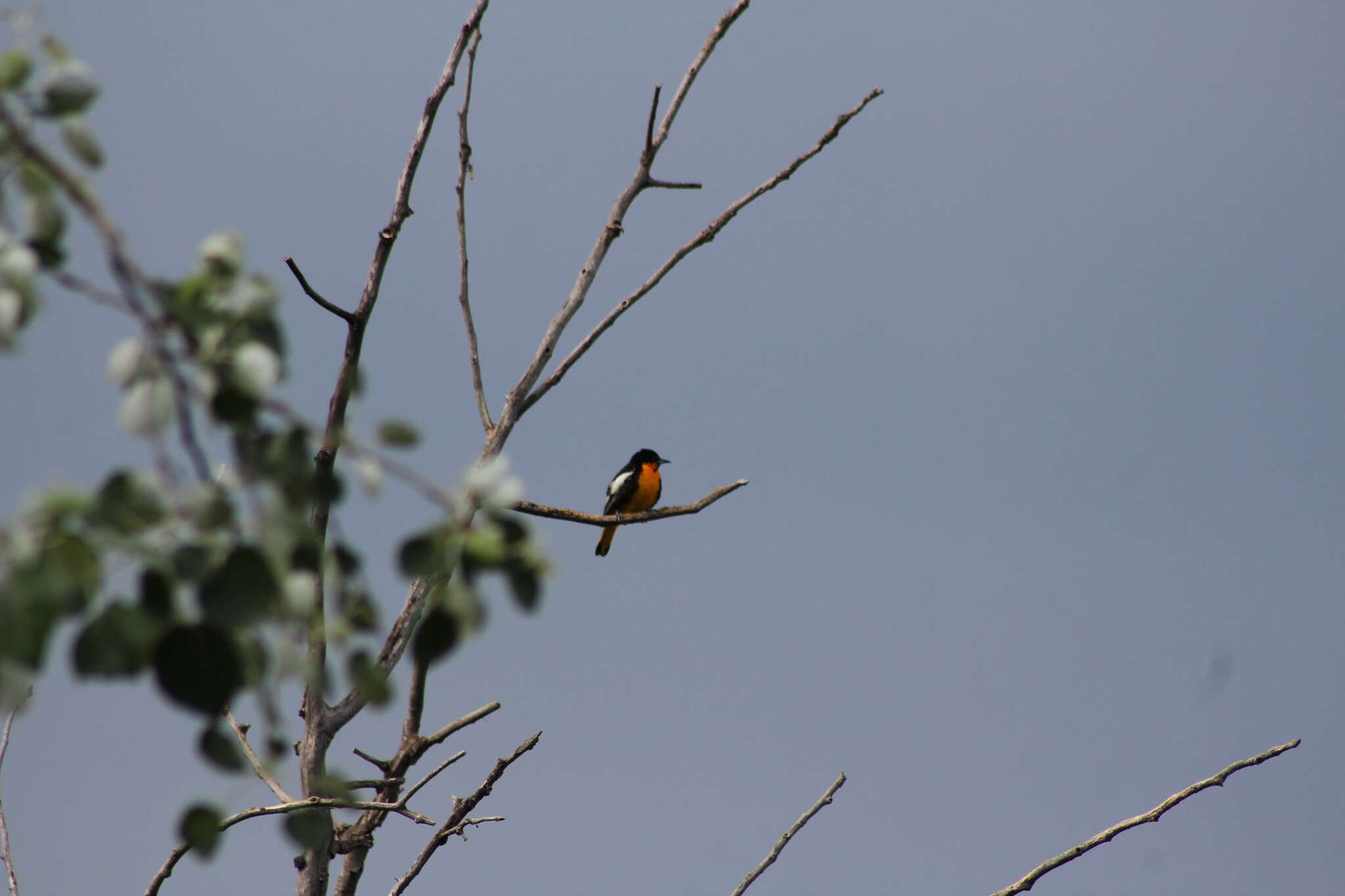 Image of Black-backed Oriole