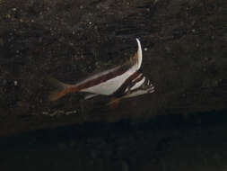 Image of Crested morwong