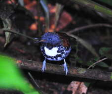 Image of Spotted Antbird