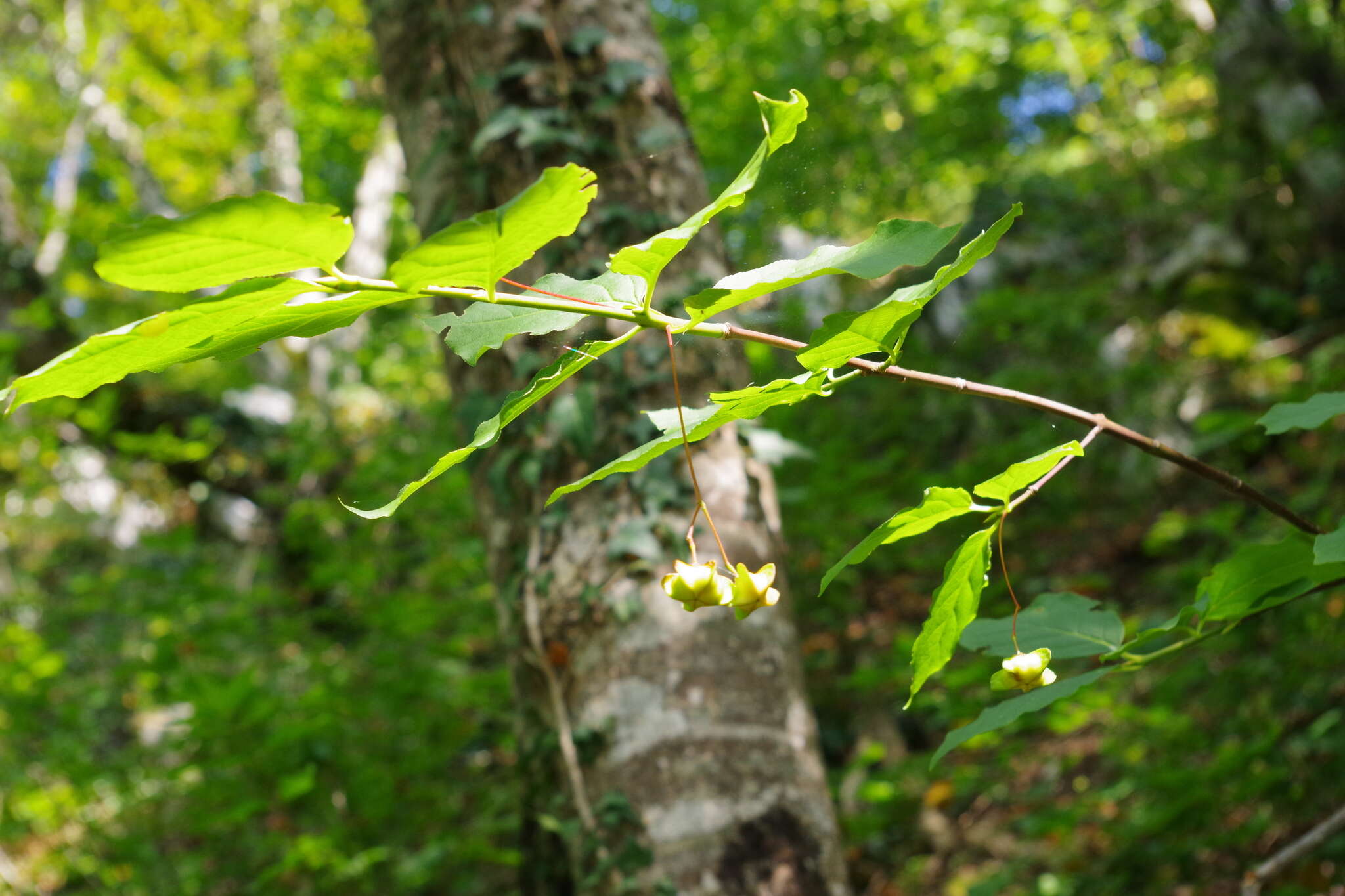 Imagem de Euonymus latifolius (L.) Mill.