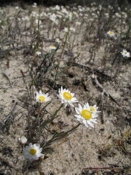 Image of Hyalosperma cotula (Benth.) P. G. Wilson