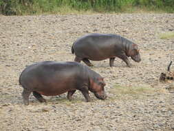 Sivun Hippopotamus amphibius capensis Desmoulins 1825 kuva