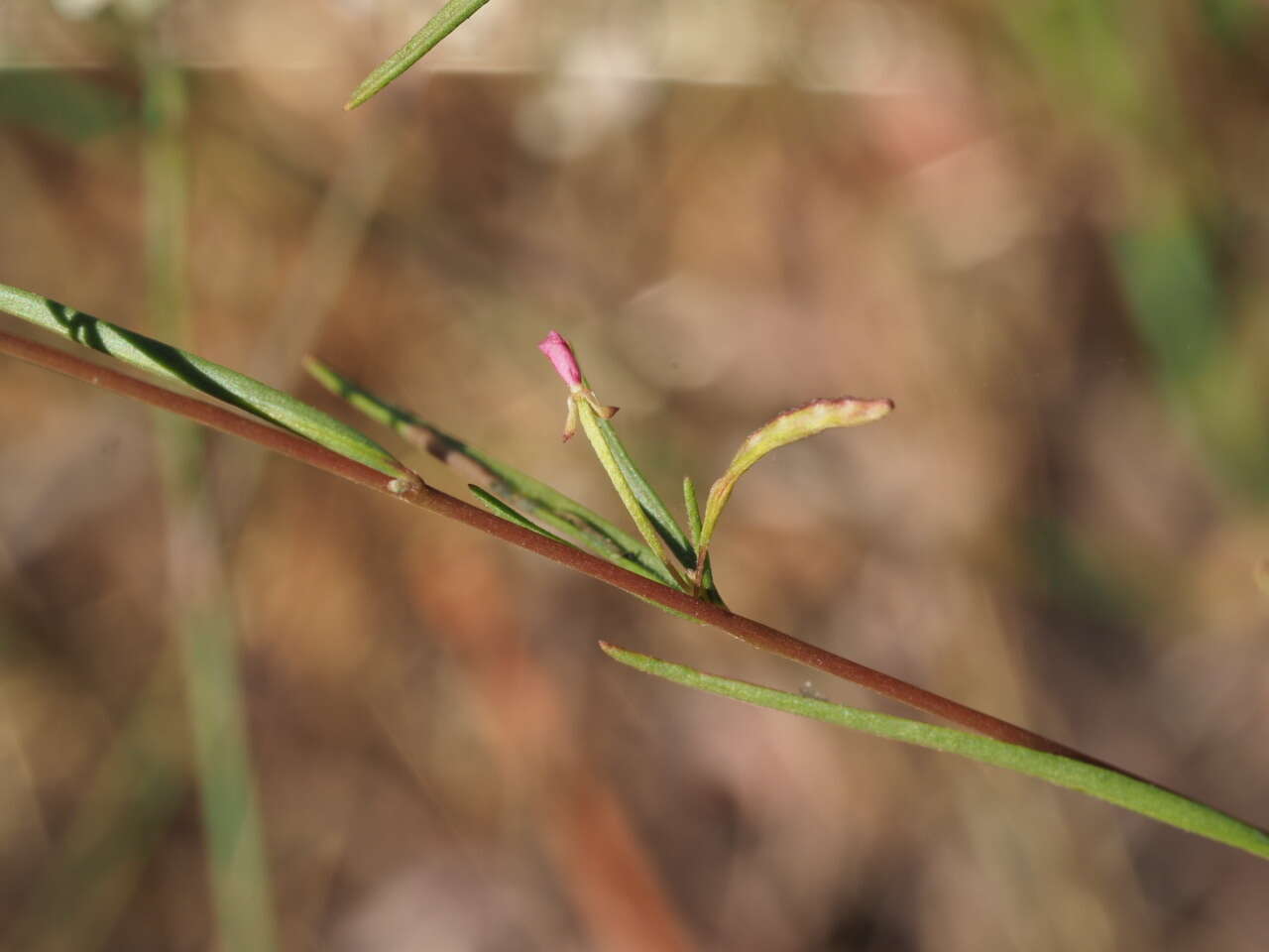 Image of Gayophytum diffusum subsp. parviflorum Lewis & Szweyk.