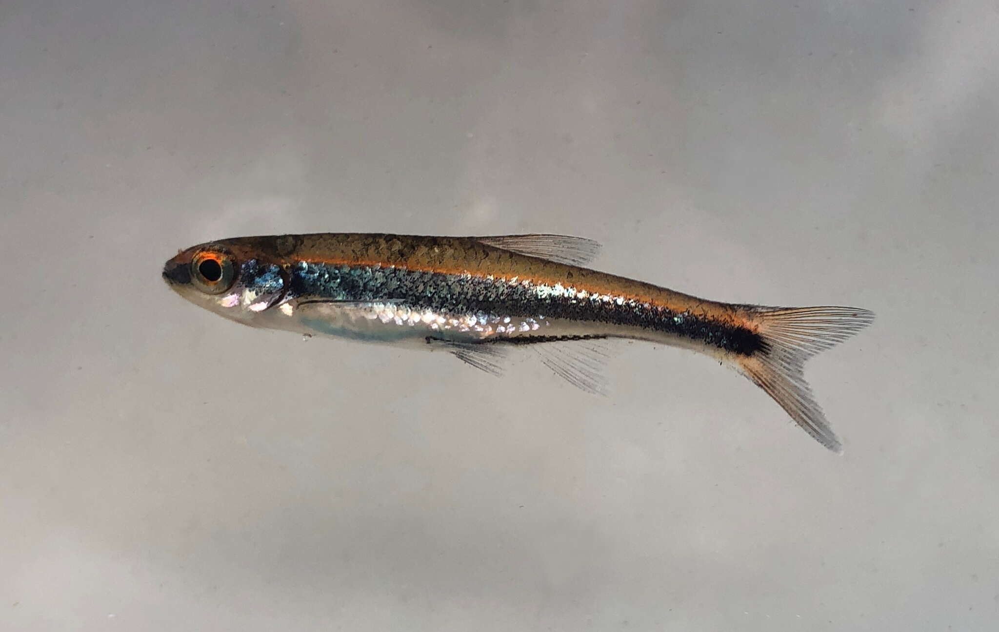 Imagem de Notropis cummingsae Myers 1925