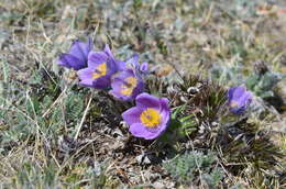 Image of cutleaf anemone