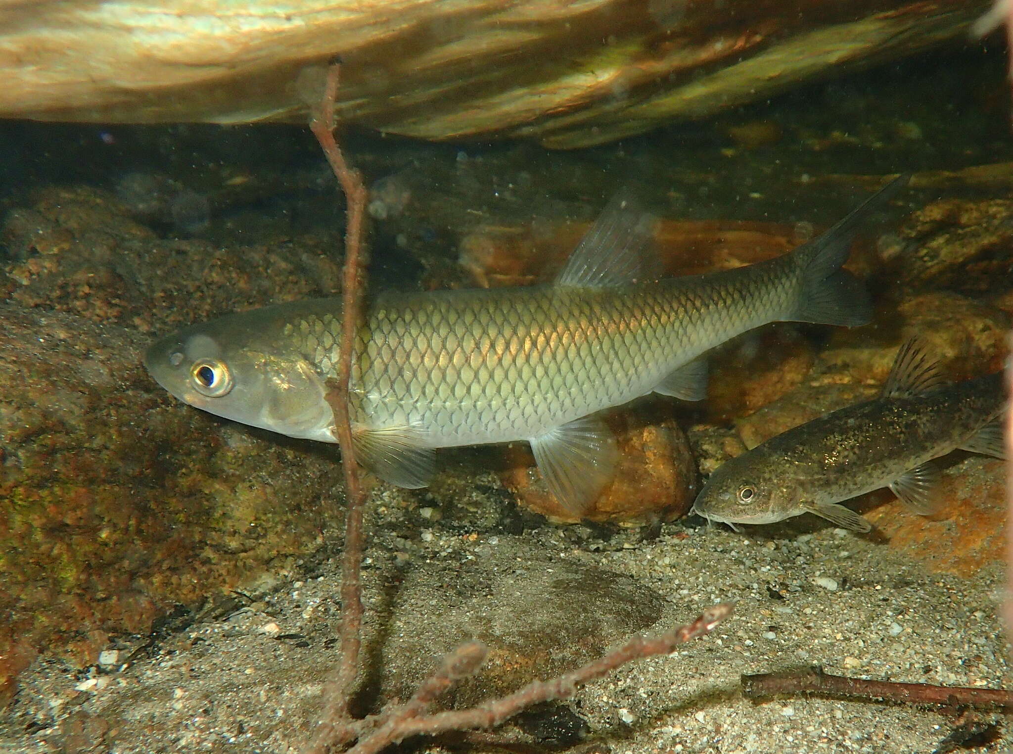 Image of Catalan chub