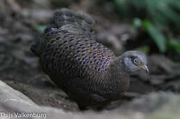 Image of Grey Peacock Pheasant