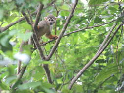 Image of Common Squirrel Monkey