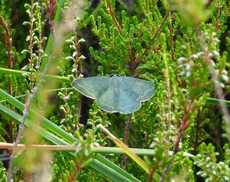 Image of grass emerald