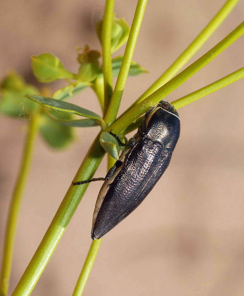 Image of Sphenoptera foveola (Gebler 1825)