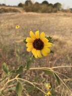 Image of serpentine sunflower