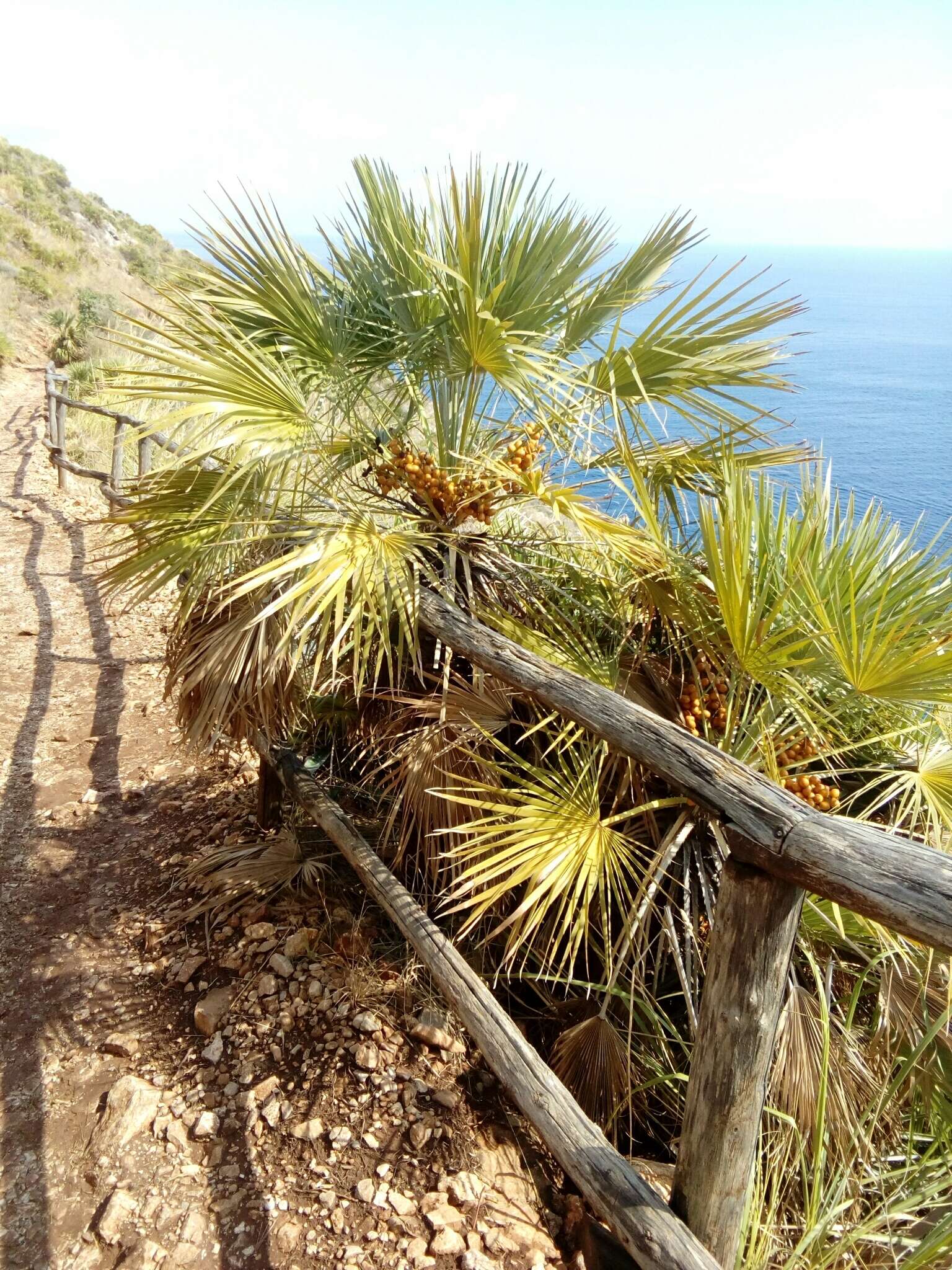 Image of fan palm