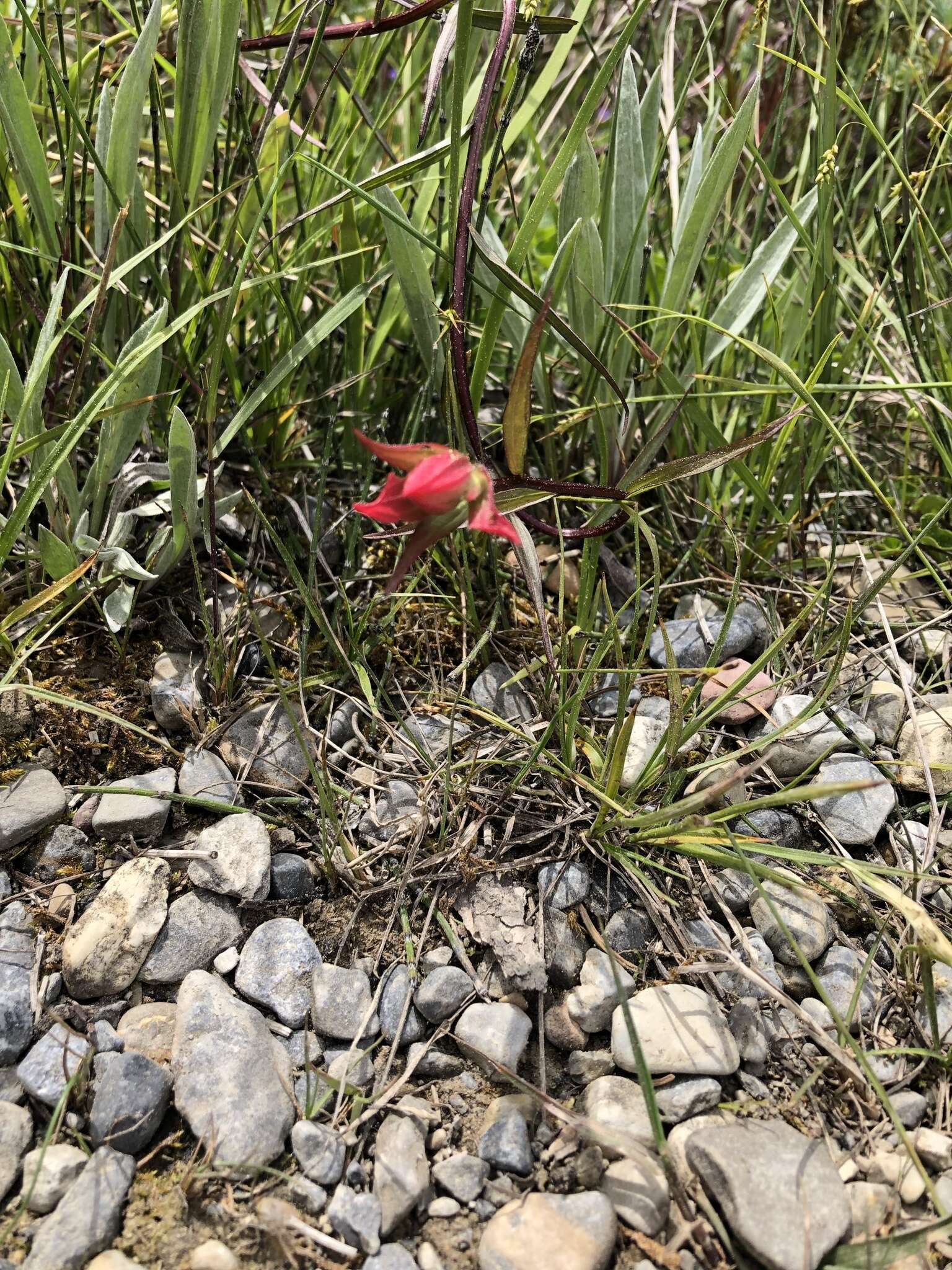 Image of Castilleja purpurascens Greenman