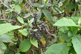 Image of Buddleja crotonoides A. Gray