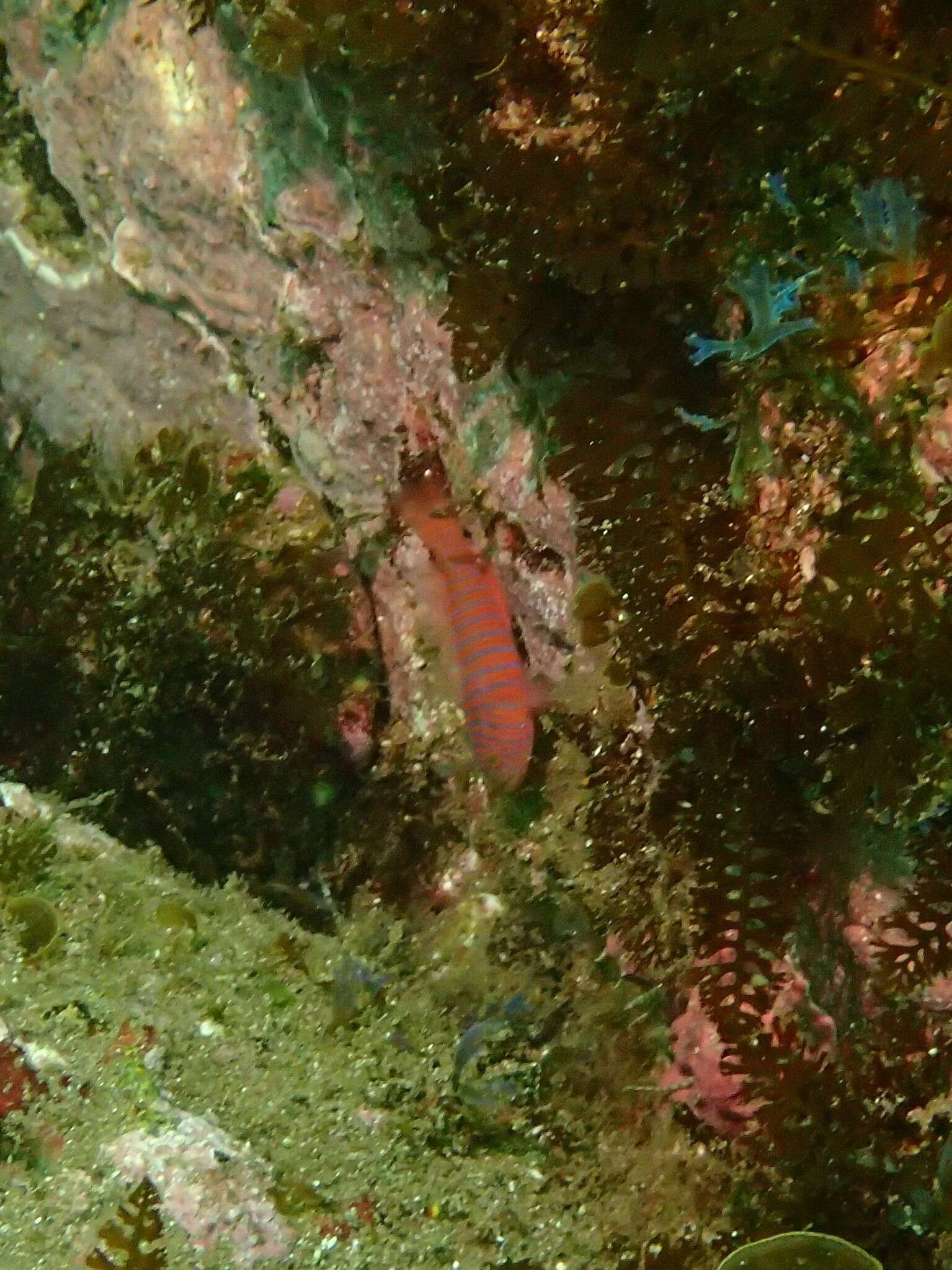 Image of Zebra goby