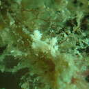 Image de Eubranchus conicla (Er. Marcus 1958)