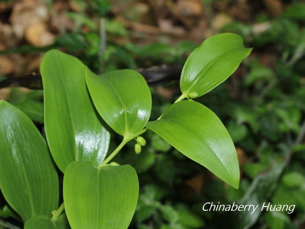 Sivun Heteropolygonatum alte-lobatum (Hayata) Y. H. Tseng, H. Y. Tzeng & C. T. Chao kuva