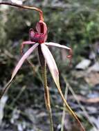 Image of Tawny spider orchid