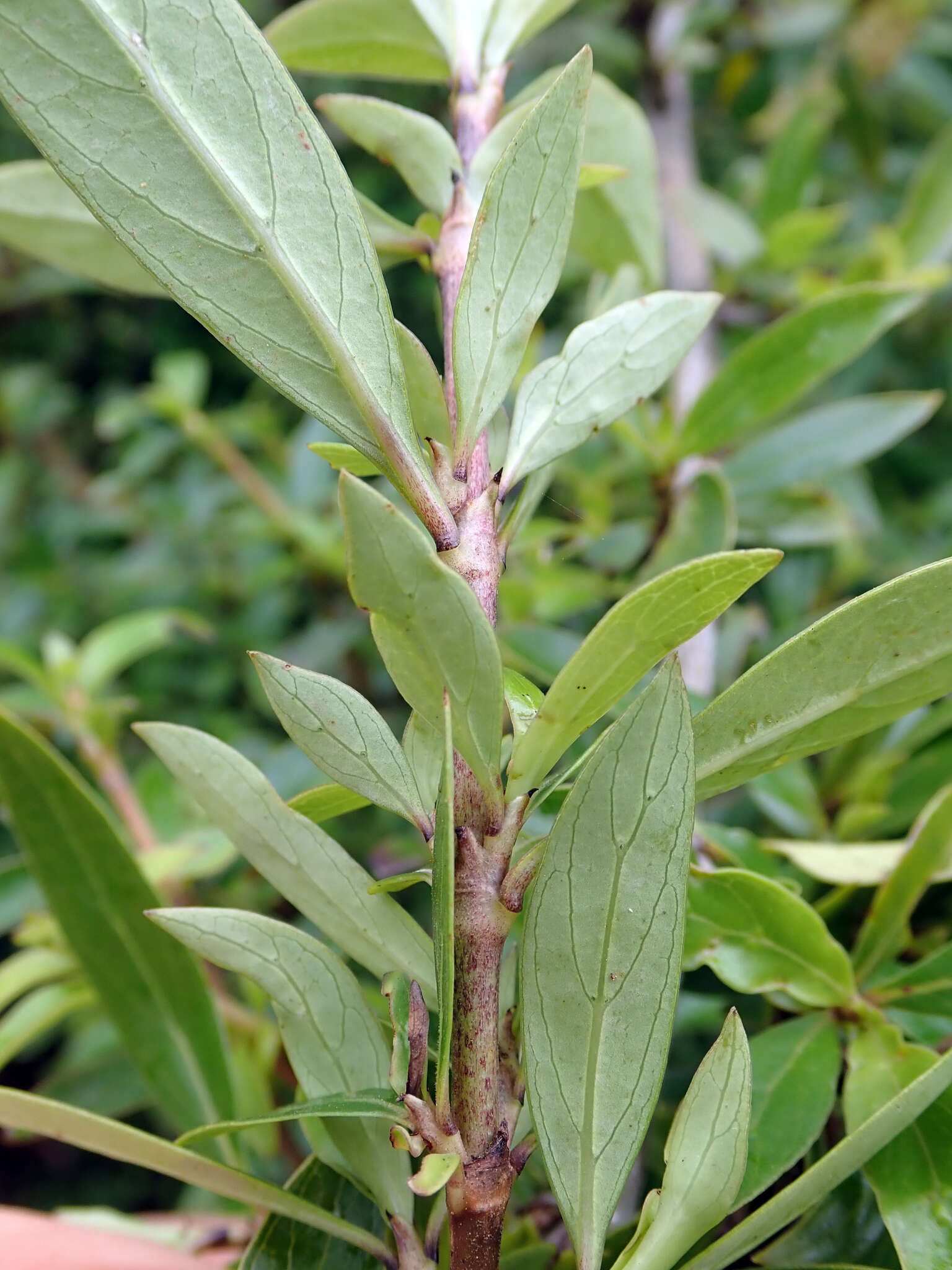 Image of Coprosma propinqua var. martini W. R. B. Oliv.