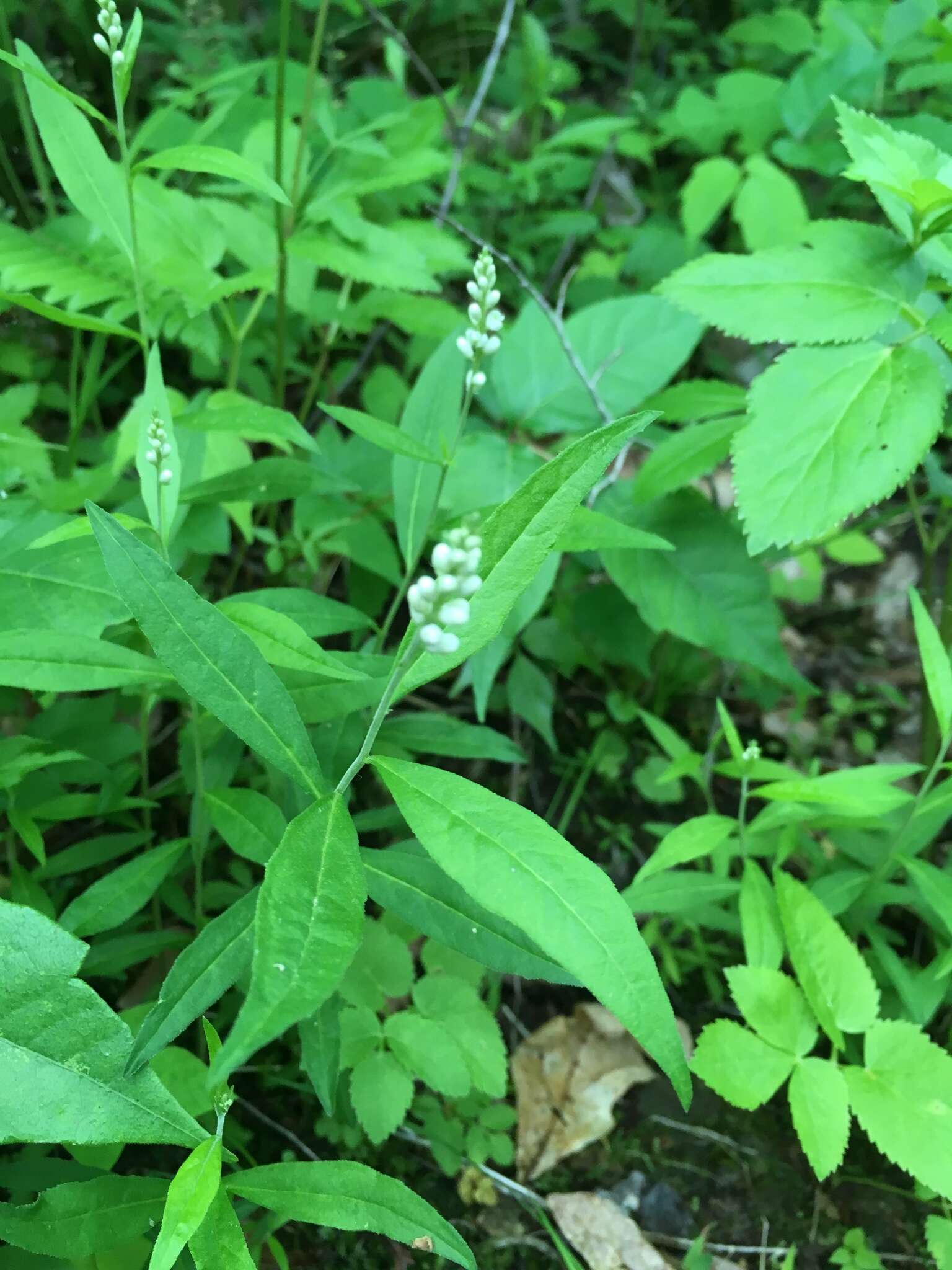 Image of Seneca snakeroot